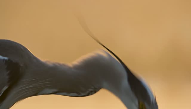 Marsh Heron Strike